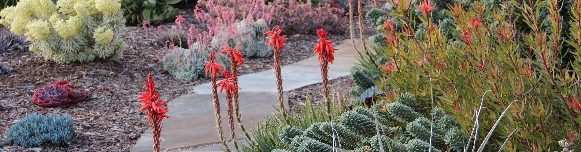 Succulent Gardens