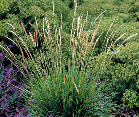 2011 Plant Puzzler #2 November 28th