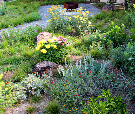 California Native Plants and the Approach of Summer