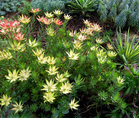 Coastal Gems: The Protea Family