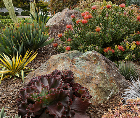 Designing For Success With Succulents