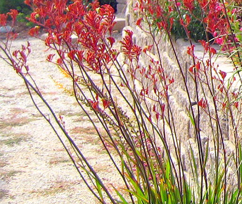 Kangaroo Paws Hopping Into Central Coast Landscapes