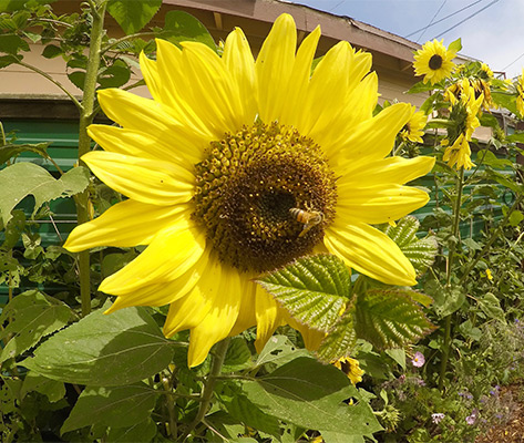 Keeping The Bees