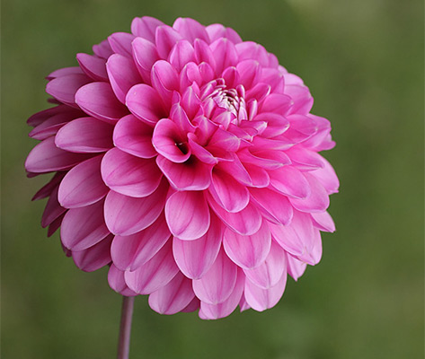 Morro Bay Celebration: Dahlia Daze and Cypress Nightz