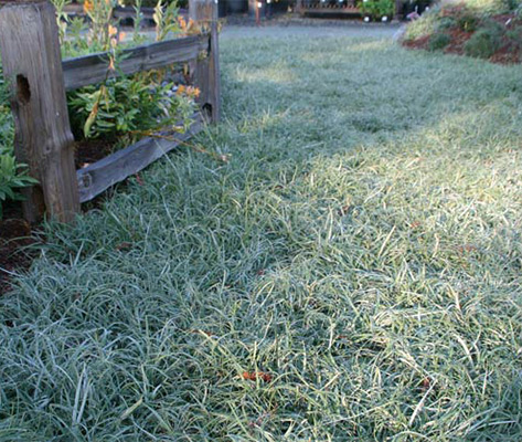 Plant of the Month: California Carex