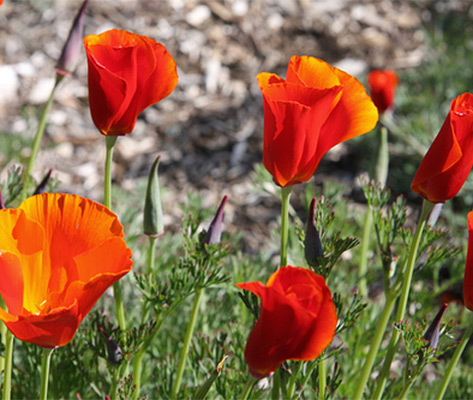 Plant of the Month: California Poppy