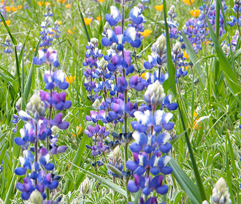 Plant of the Month: Lupine