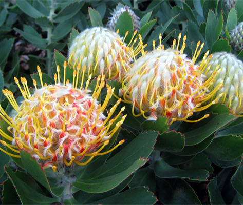 Princely Protea for our Central Coast