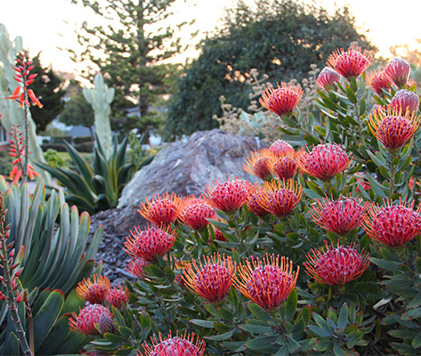 Protea In The Water-Wise California Garden