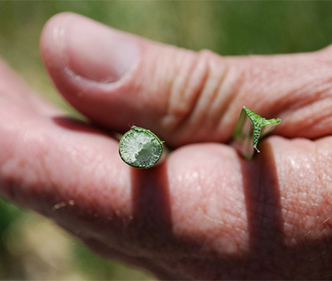 Sedges Have Edges (and Rushes are Round)