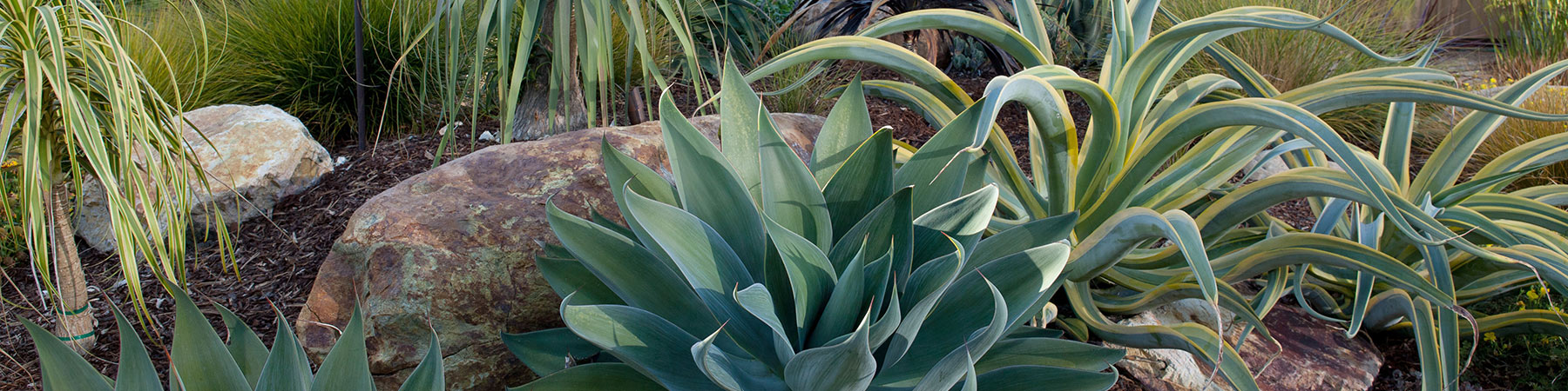 Succulent Gardens