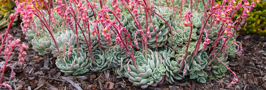 Great Design Plants: Stars of the Succulent Garden