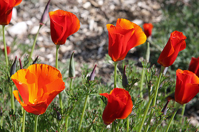 Eschscholzia Californica