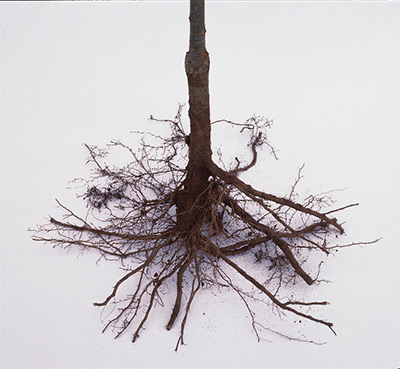 Bare Root Tree