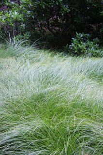 Carex praegracilis