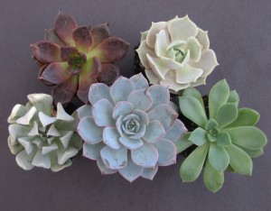 Echeveria Rosettes