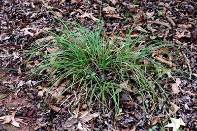 Grass Cluster