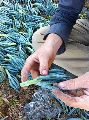 Remaining Senecio Stalk