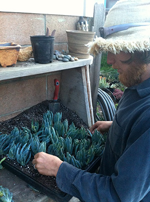 Senecio in the Box