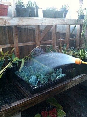 Watering in the Senecio