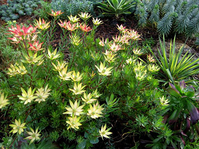 Leucadendron Blush small