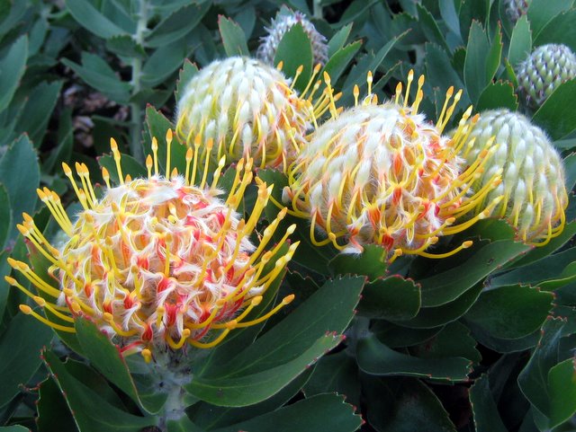 Leucaspermum Veldfire