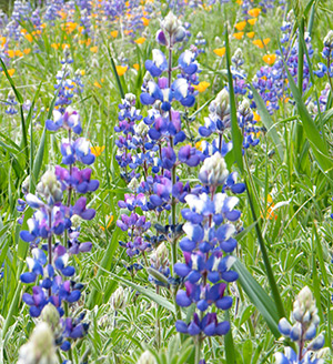 Steve Burgess Lupine Close-Up