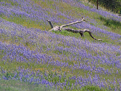 Steve Burgess's Lupine