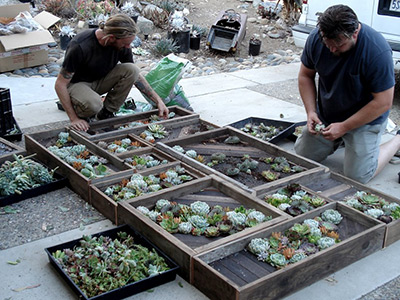 Nick Wilkinson succulent wall