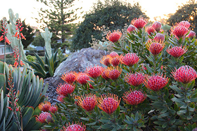 A Gardens by Gabriel protea pincushion collection