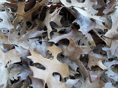 The Oak Leaf  Pile by Shadowpuppet