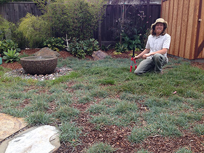 Carex Pruning