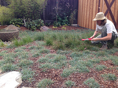 Carex Pruning