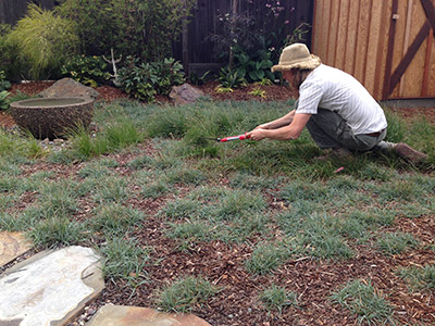 Carex Pruning