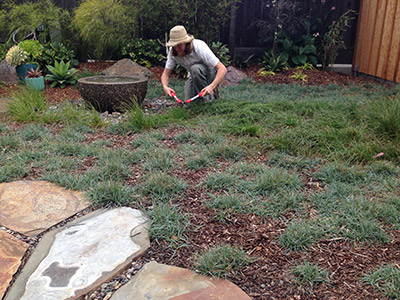 Carex Pruning