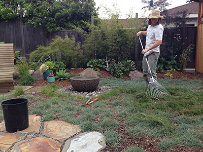 Carex Pruning