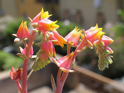Echeveria Flowers