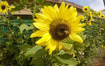 A honey bee at work on a sunflower in Morro Bay
