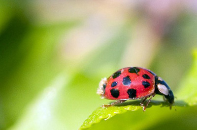 Ladybug Picture