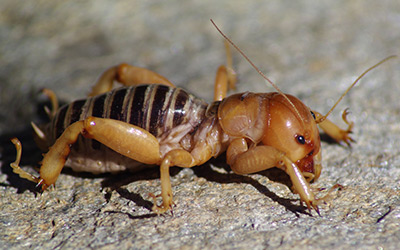 Jerusalem Cricket