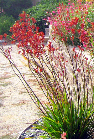 Kangaroo Paws