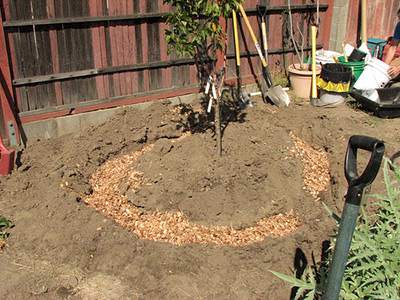 Mulch Bed for Tree