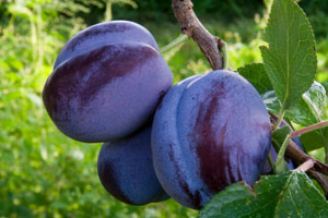 Plum Blush