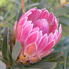 Protea