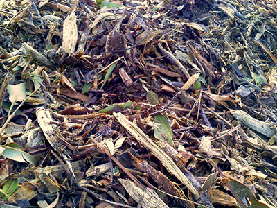 San Luis Obispo Landscape Green and Brown Leaves