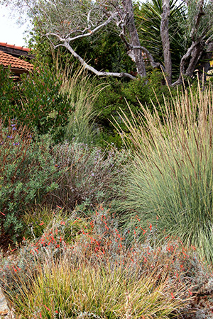 San Luis Obispo Native Garden