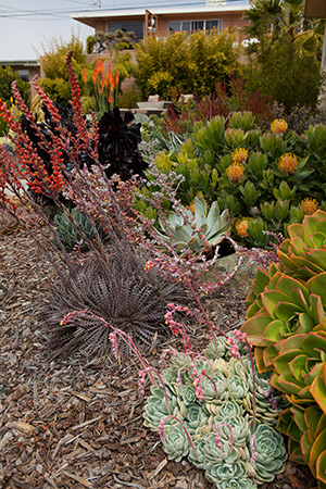 Succulent Design San Luis Obispo