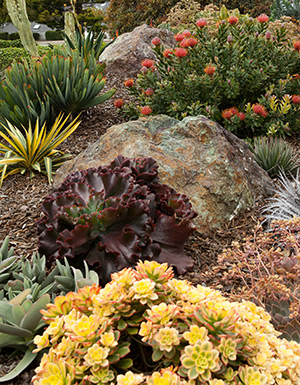 Succulent Design San Luis Obispo